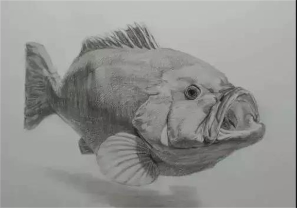 素描画鱼的技巧以及注意事项有哪些