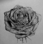 如何用素描画出一朵玫瑰花？