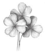 美术素描四叶草的绘画演示，小白必看！